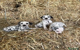 Dálmata perros en venta: Dalmata  - Imagen 3