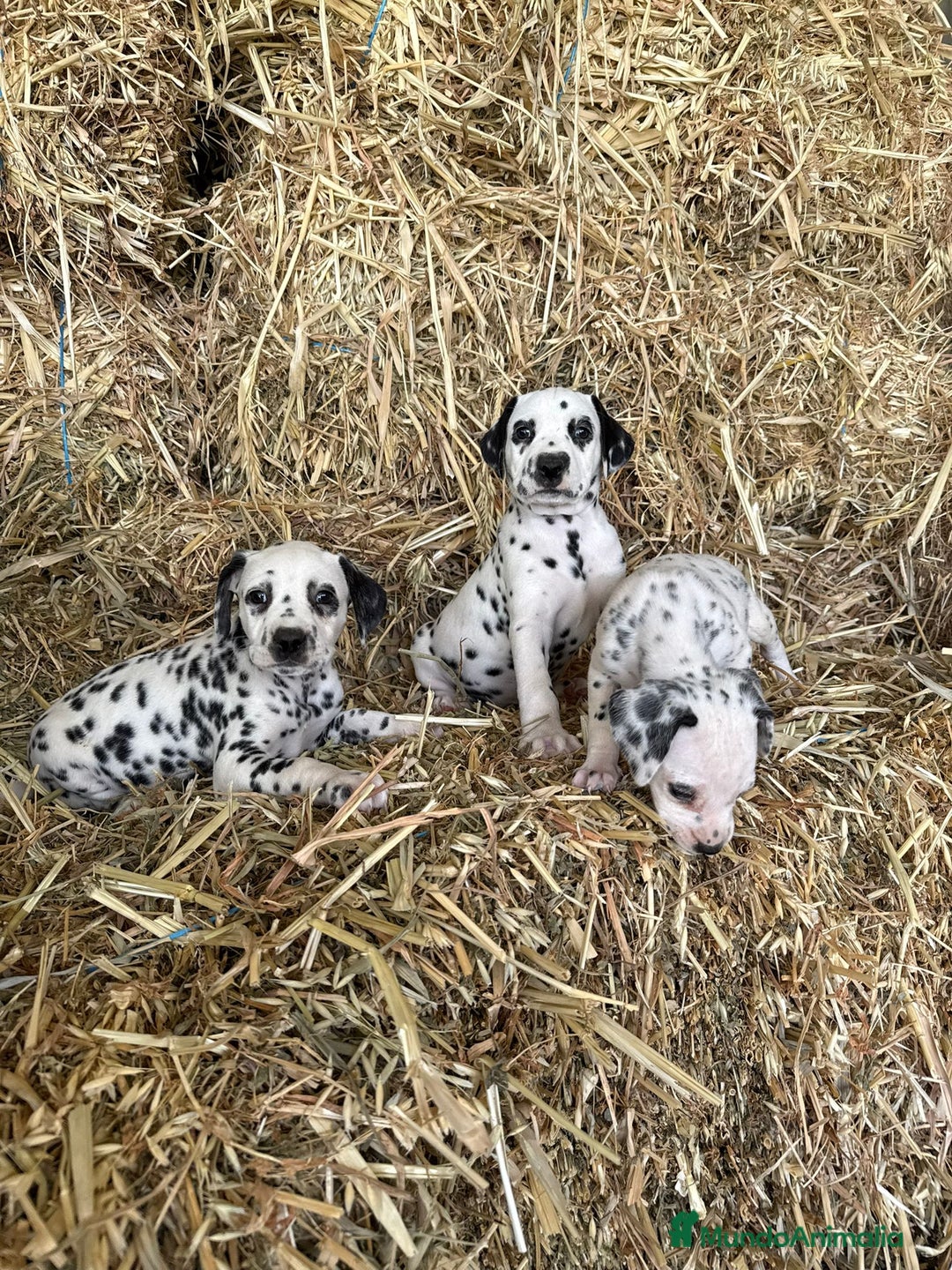 Dálmata perros en venta: Dalmata  - Imagen 3