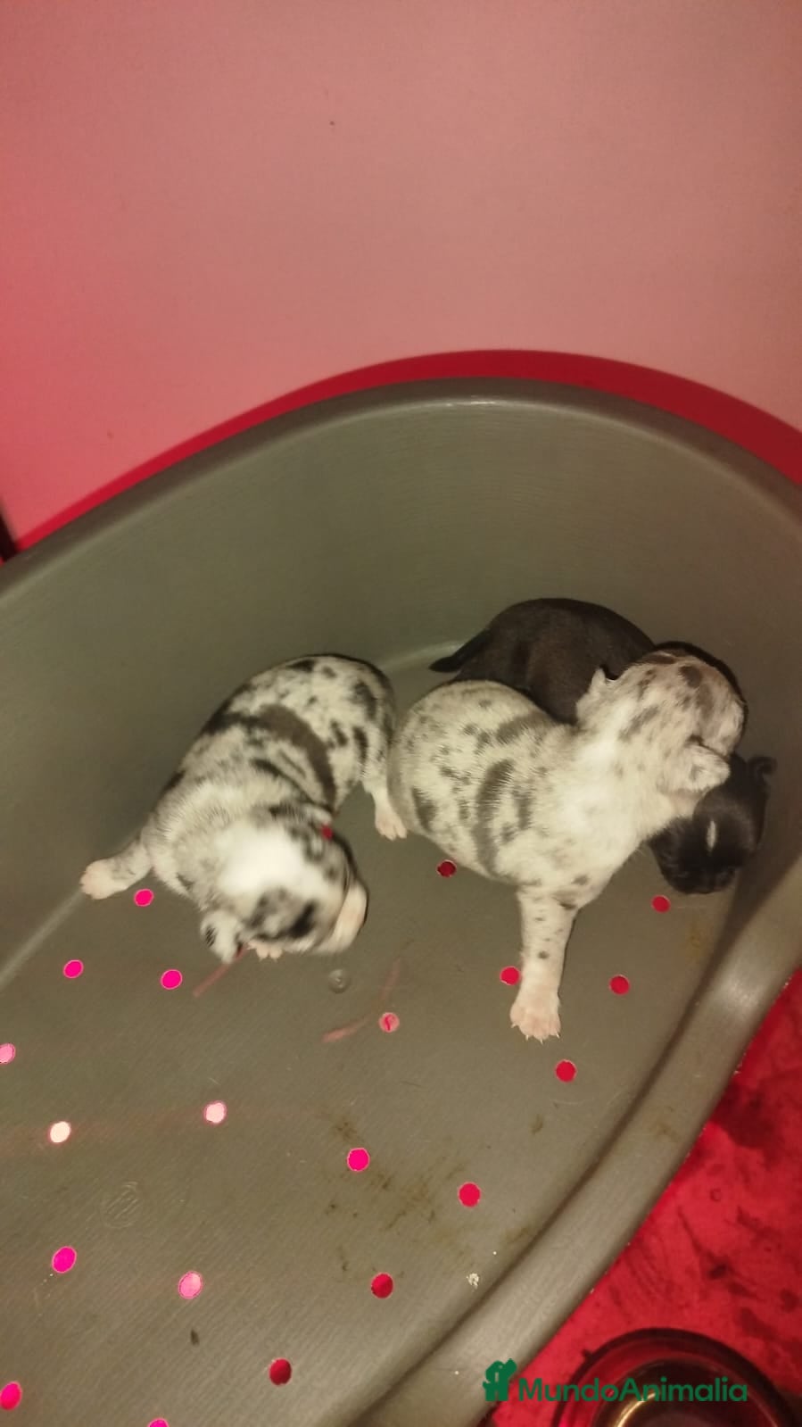 Chihuahua perros Chihuahua hembra  - Anuncio 1