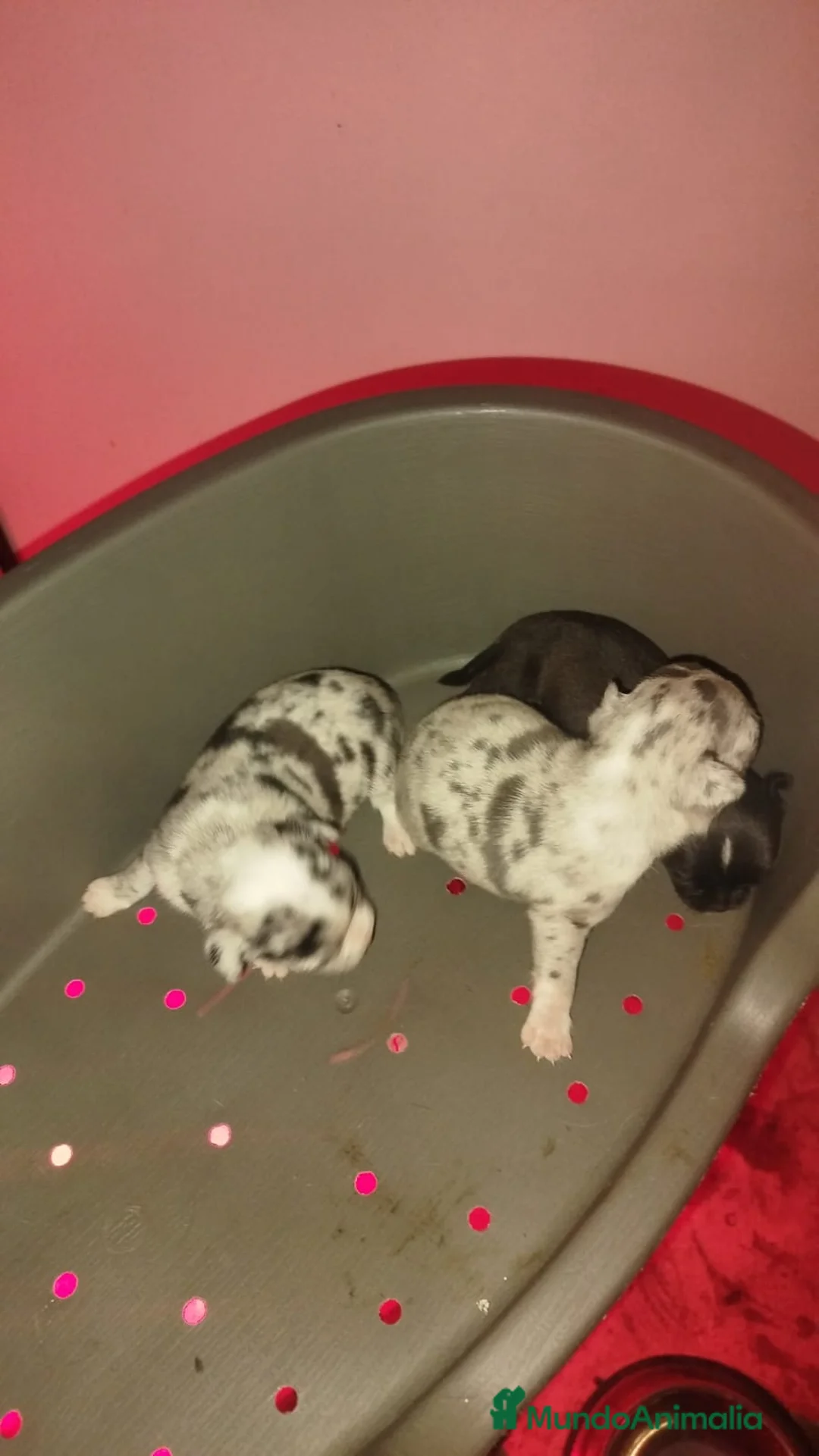 Chihuahua perros en venta: Chihuahua hembra  - Anuncio 1