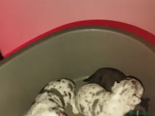 Chihuahua perros Chihuahua hembra - Anuncio 1