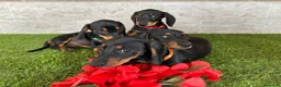 Teckel perros en venta: Preciosos Teckel negro fuego  - Anuncio 3