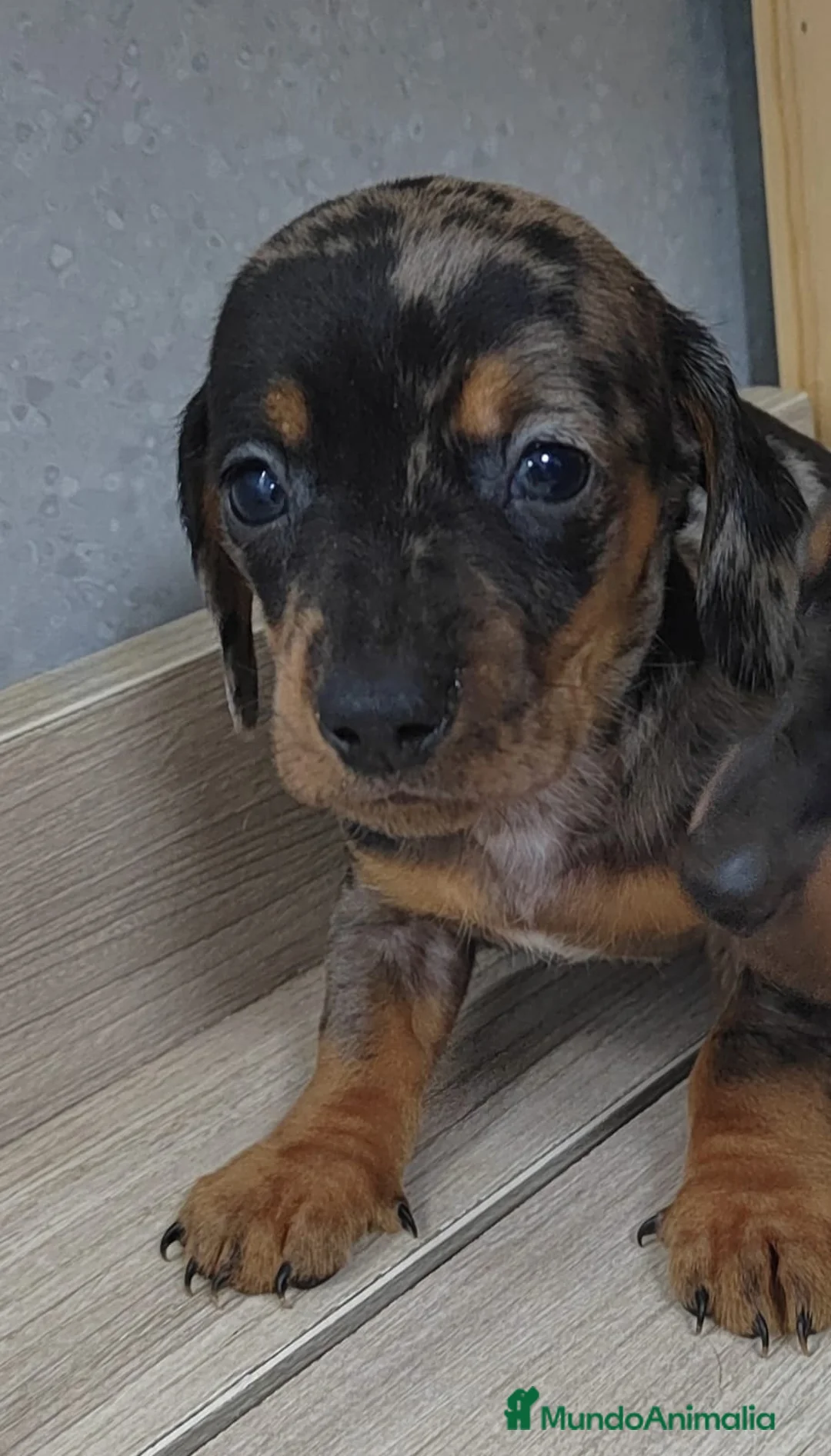 Teckel Miniatura perros en venta: Camada de Teckel Arlequin Miniatura - Anuncio 10