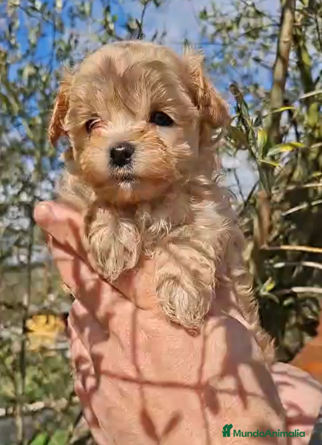 Maltipoo perros en venta: Maltipoo - Anuncio 3