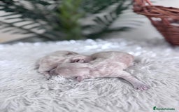 Maltipoo perros en venta: MALTIPOO HEMBRA - Imagen 9