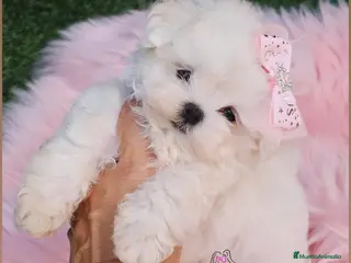 Bichón Maltés perros BICHON MALTES COREANO MINIATURA - Anuncio 24