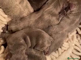 Bulldog Francés perros en Barcelona - Anuncio 5