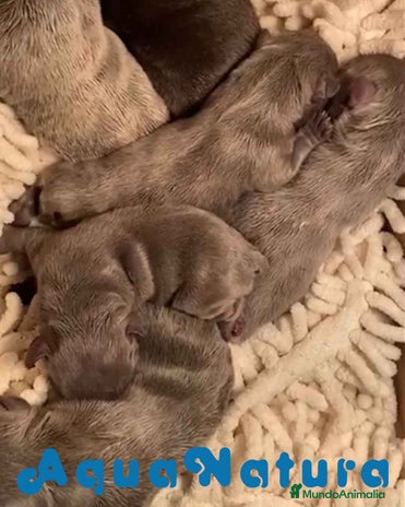 Bulldog Francés perros en Barcelona - Anuncio 7