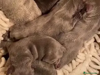 Bulldog Francés perros Camada BULLDOG FRANCES - AQUANATURA en Barcelona - Anuncio 18