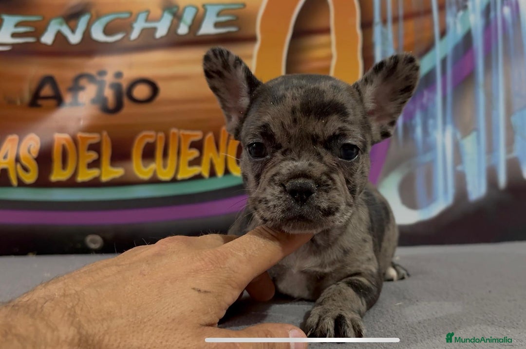 Bulldog Francés perros en venta: Cachorros de Bulldog Frances. - Imagen 6