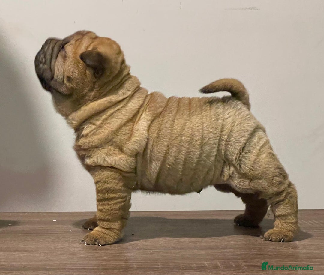 Shar Pei perros en venta: SHAR PEI BEBES MAXIMA CALIDAD!! en Málaga - Imagen 2