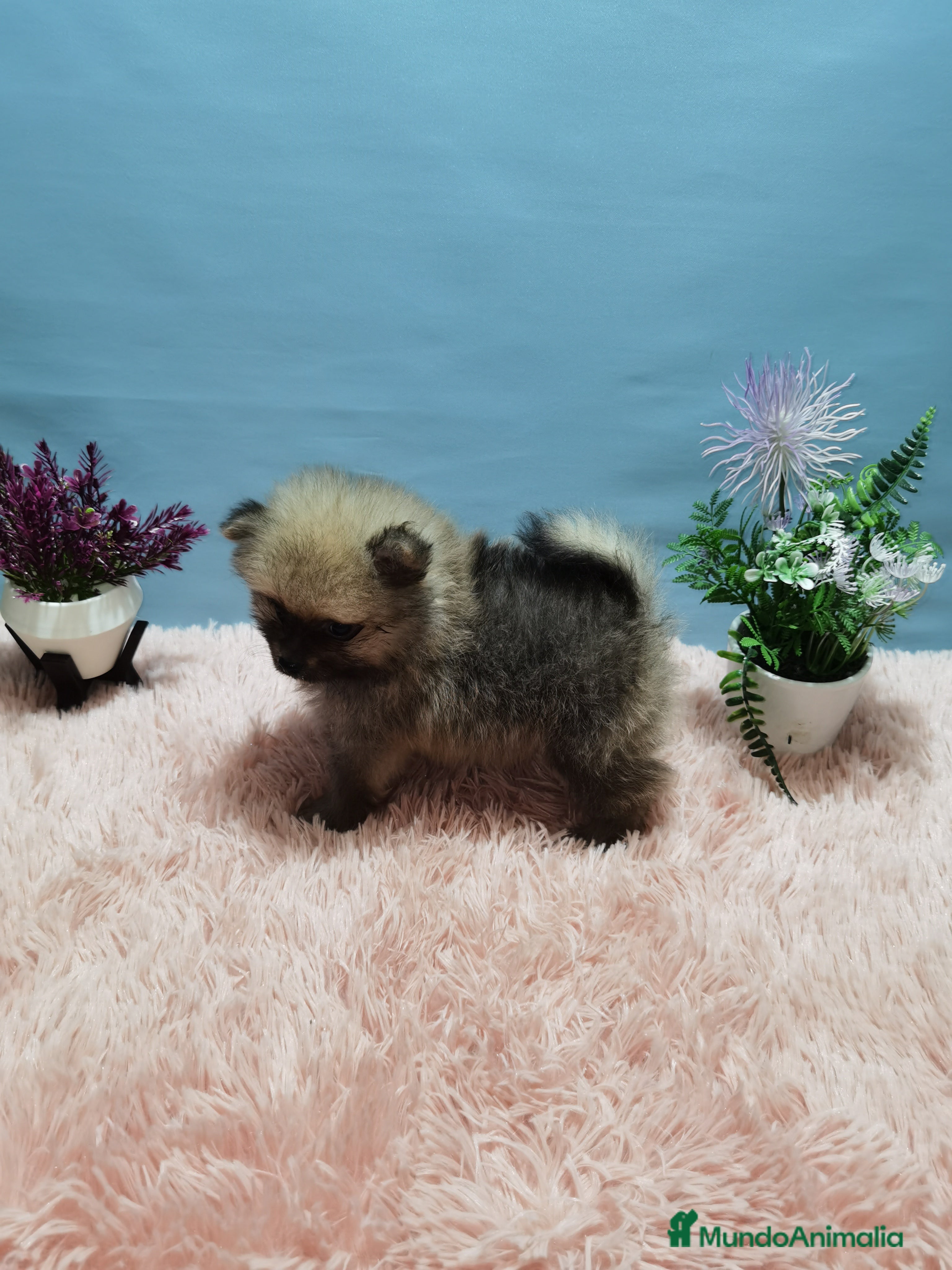 Pomerania perros Lulu de pomerania  - Anuncio 1
