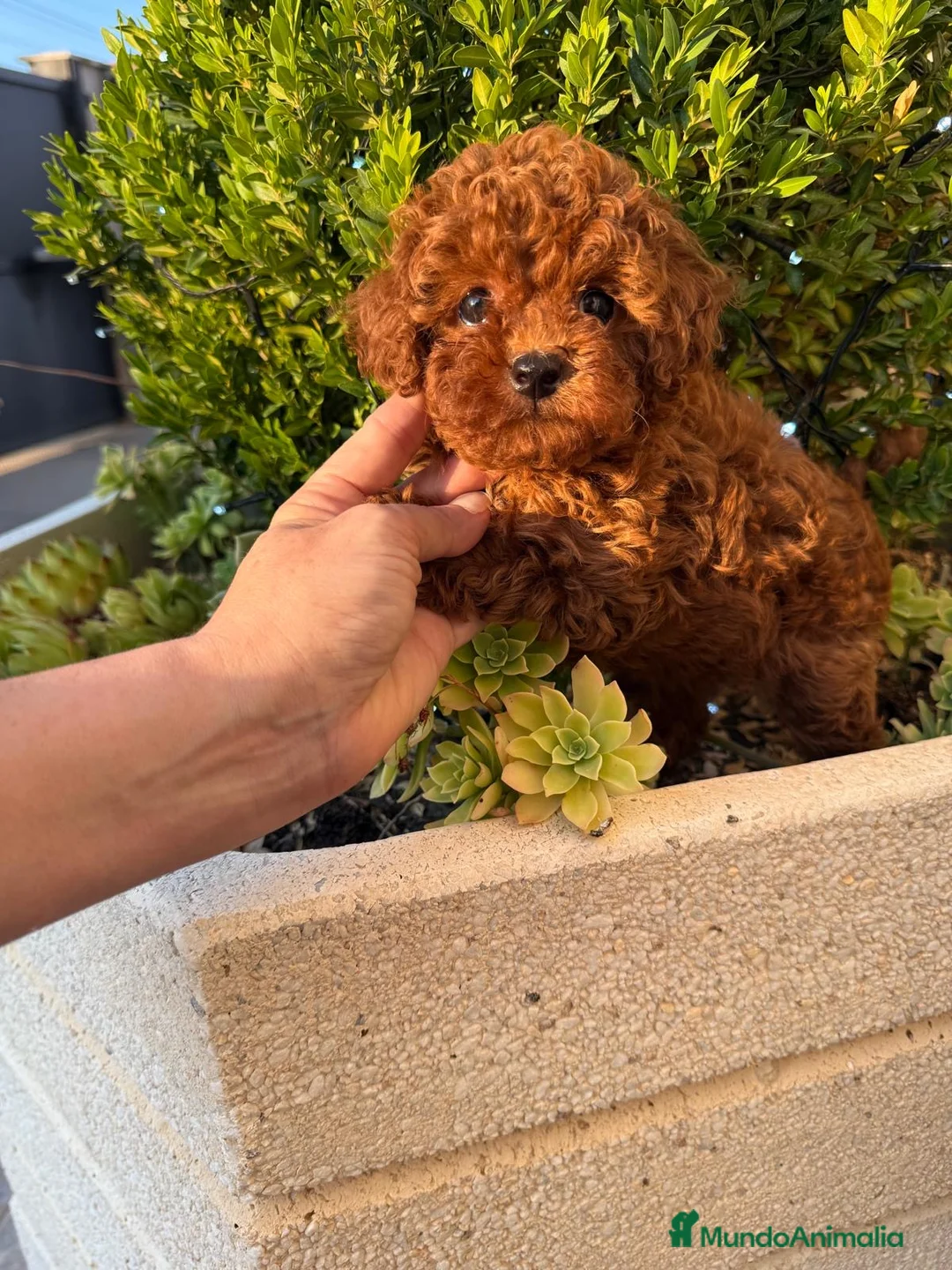 Caniche Toy perros en venta: Selección de caniche toy, muy bonitos y pequeños ! - Anuncio 9