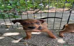 Pinscher Miniatura perros en venta: Pinscher Miniatura  - Imagen 2