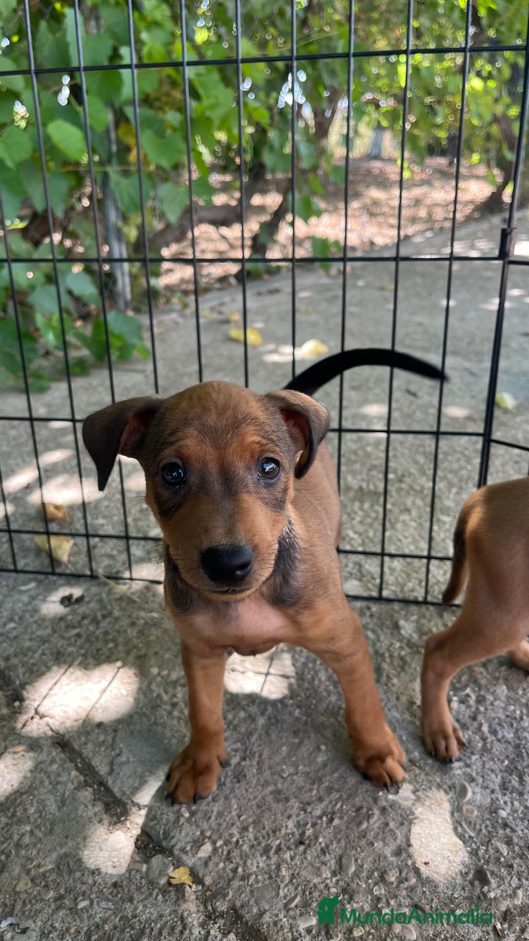 Pinscher Miniatura perros en venta: Pinscher Miniatura  - Imagen 2