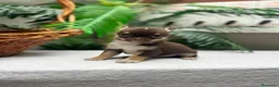 Chihuahua perros en venta: CHIHUAHUA CHOCOLATE - Anuncio 29