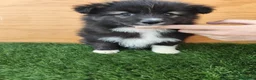 Raza Mixta perros en venta: Borderpom o mini bordercollie  - Anuncio 5