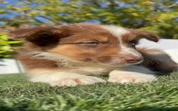 Border Collie perros en venta: BORDER COLLIE - Anuncio 2