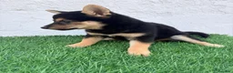 Shiba Inu perros en venta: Shiba Inu - Anuncio 7