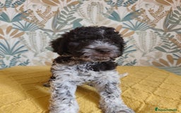 Perro de Agua Español perros en venta: Espectacular perro de aguas - Imagen 8