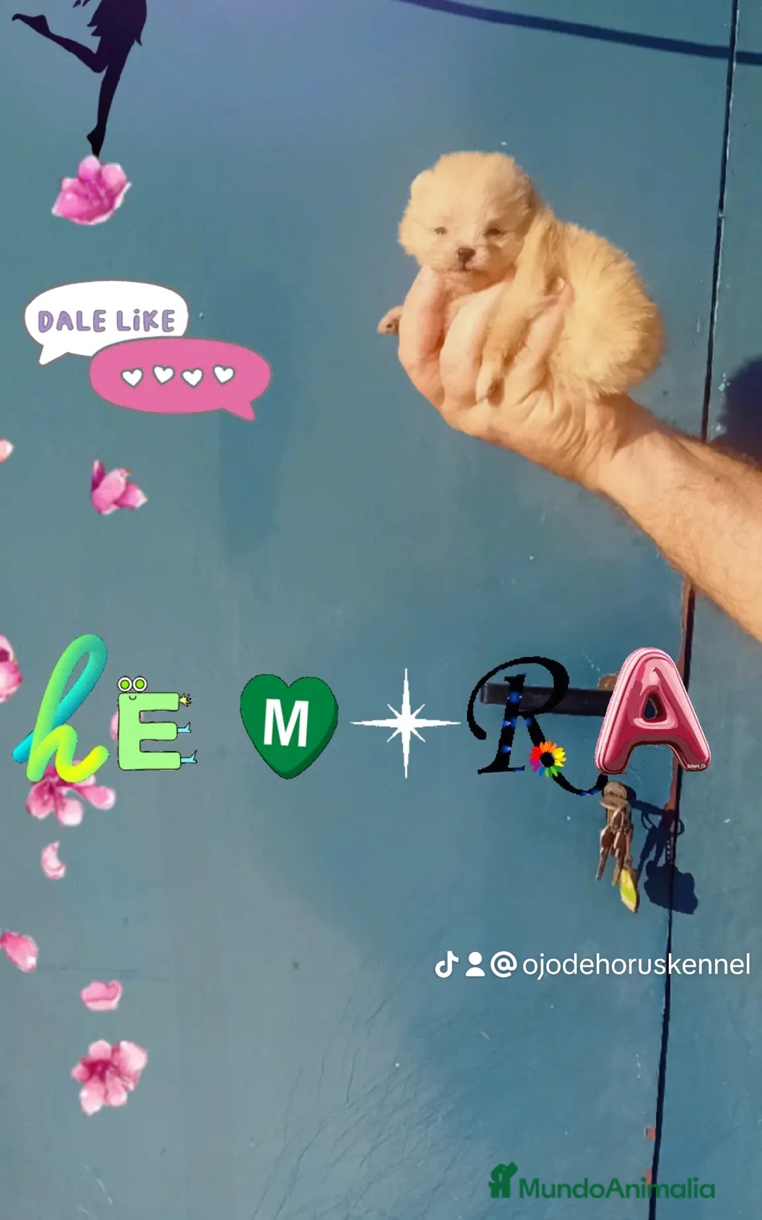 Pomerania perros en venta: ⚜️ Pomerania ositos Boo 🐾⚜️ - Imagen 1