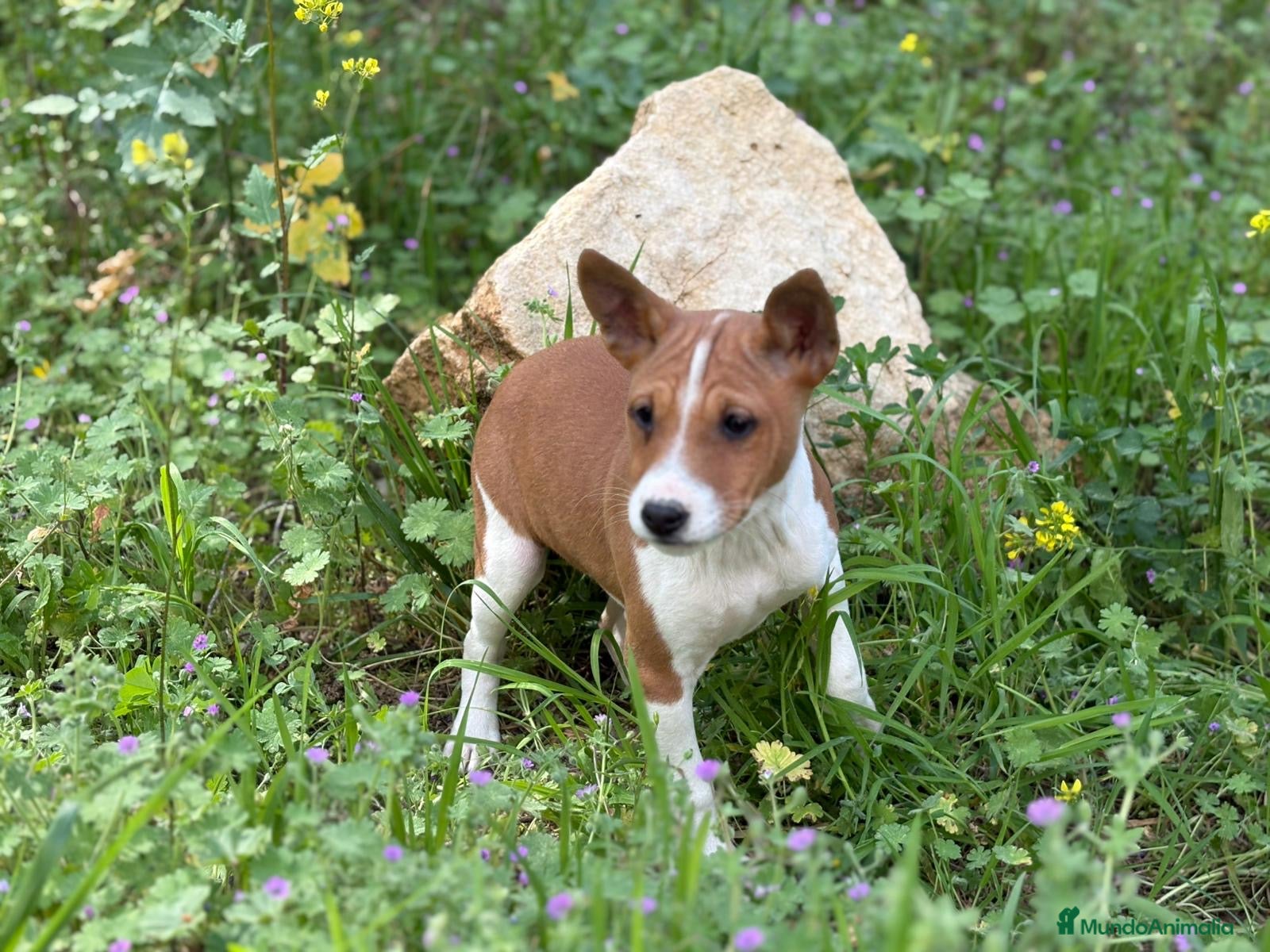 Basenji perros 🐾🐾🐾 BASENJI EXCLUSIVOS 🐾🐾🐾 - Anuncio 1