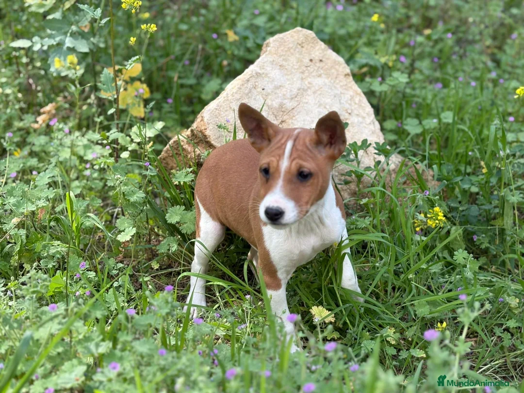 Basenji perros en venta: 🐾🐾🐾 BASENJI EXCLUSIVOS 🐾🐾🐾 - Anuncio 1