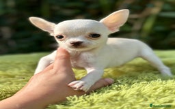 Chihuahua perros en venta: Chihuahua mscho minitoy  - Imagen 2