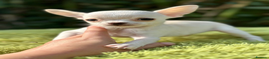 Chihuahua Cachorro 1