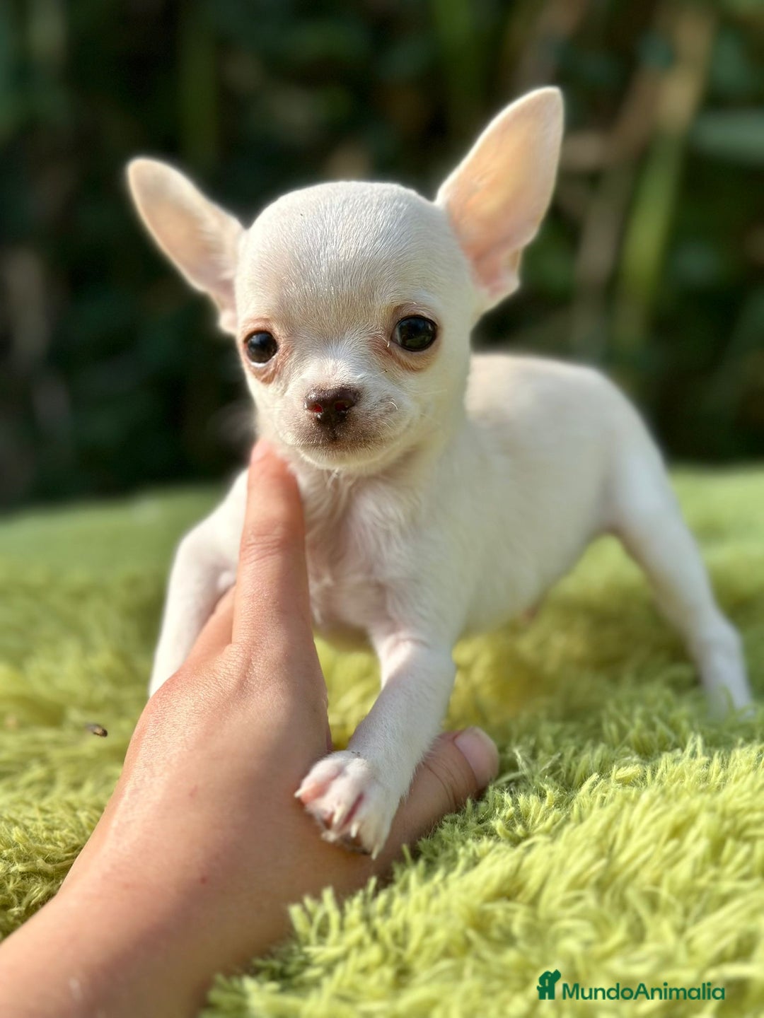 Chihuahua perros en venta: Chihuahua mscho minitoy  - Imagen 2