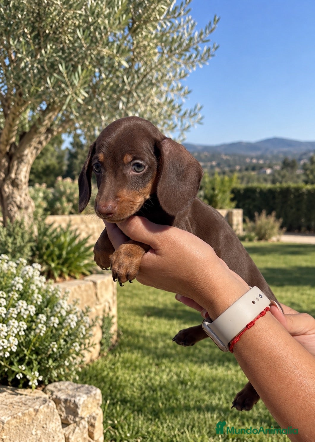 Teckel Miniatura perros TECKEL MINI CHOCOLATE – HEMBRA 🐾 - Anuncio 1
