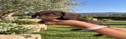 Teckel Miniatura perros en venta: TECKEL MINI CHOCOLATE – HEMBRA 🐾 - Anuncio 1