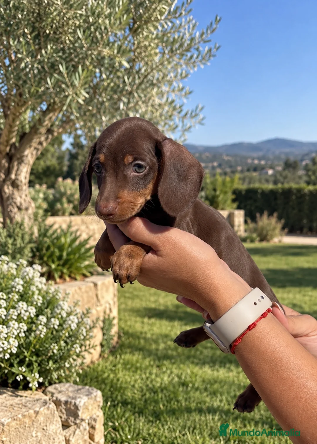 Teckel Miniatura perros en venta: TECKEL MINI CHOCOLATE – HEMBRA 🐾 - Anuncio 1