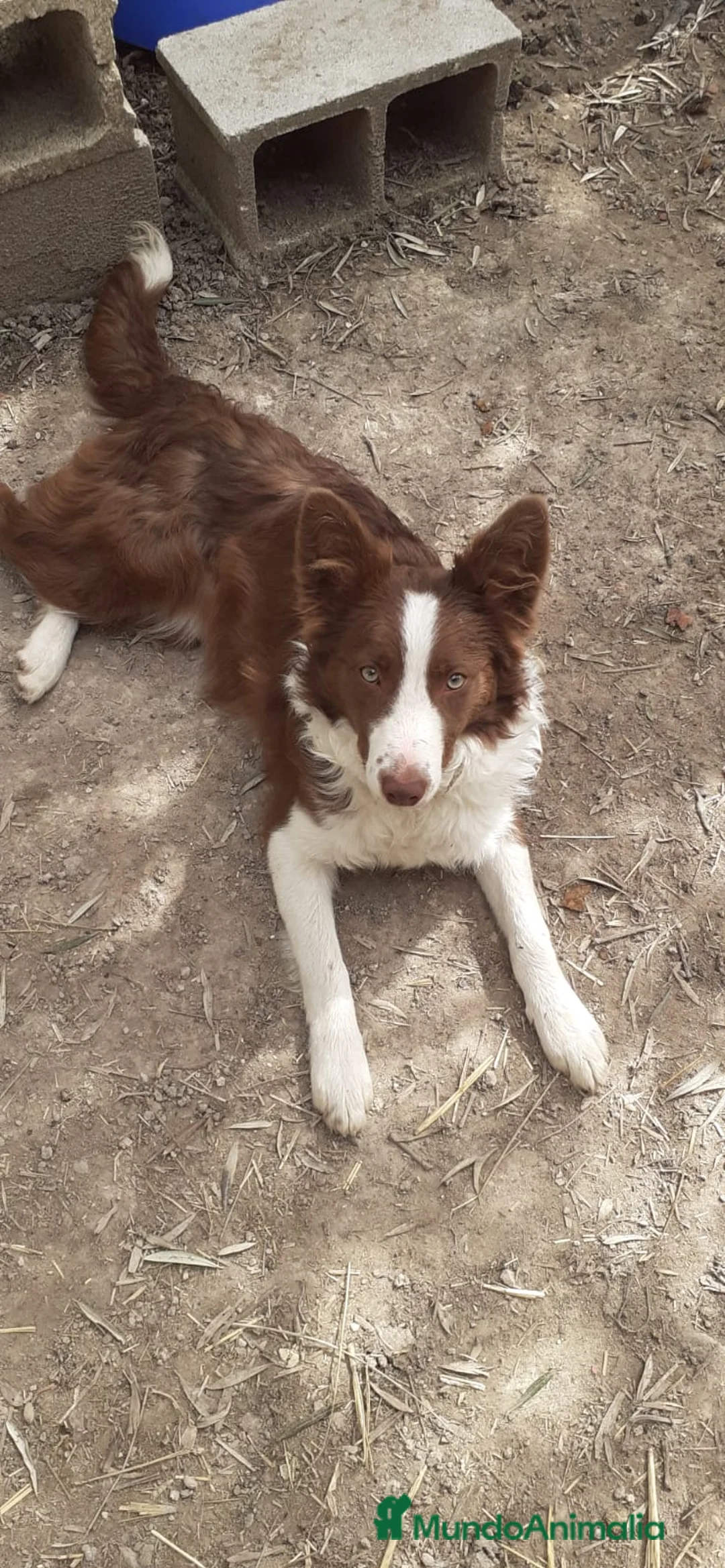 Border Collie perros en venta: Border collie lilac y chocolate de calidad  - Anuncio 8