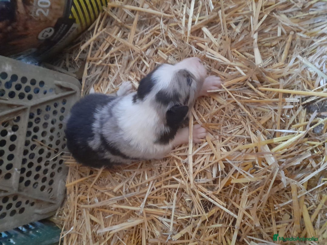 Border Collie perros en venta: Border collie - Anuncio 8