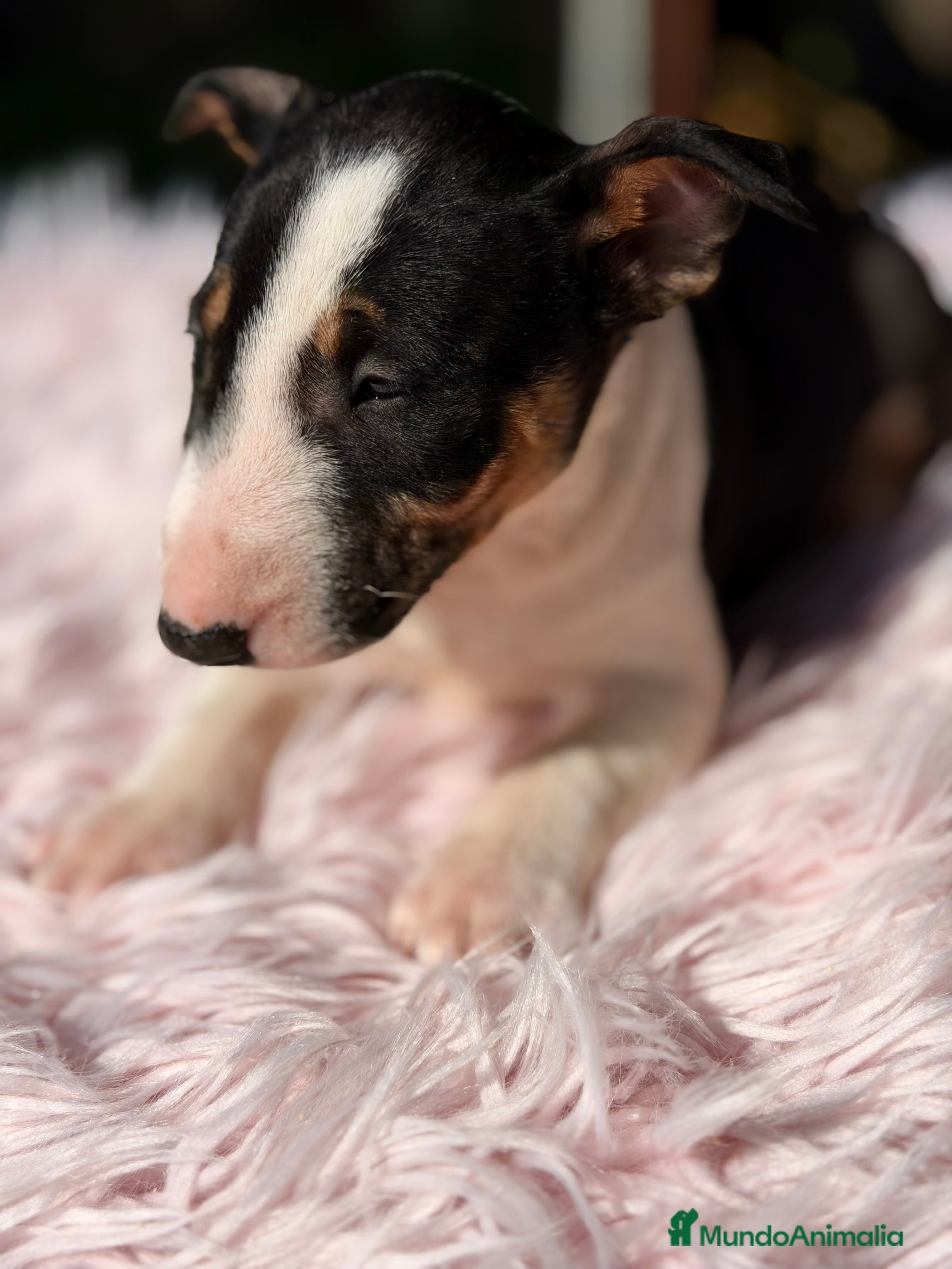 Bull Terrier Miniatura perros Bullterrier miniatura  - Anuncio 3