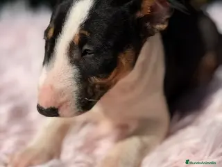Bull Terrier Miniatura perros Bullterrier miniatura - Anuncio 3