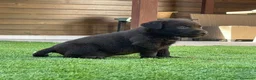Labrador Retriever perros en venta: cachorros labrador retriever - Anuncio 8