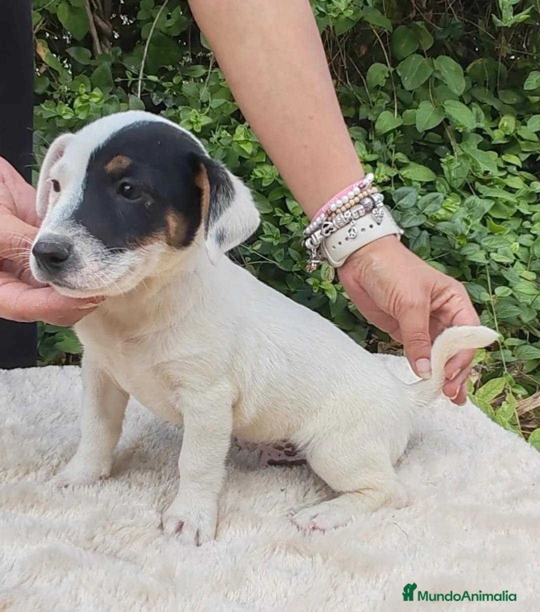 Jack Russell Terrier perros en venta: Jack Russell 500€ precio real  - Anuncio 2