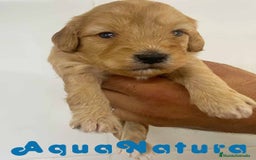 Caniche Toy perros en venta: Havapoo Macho de Ada y Can AQUANATURA - Imagen 1