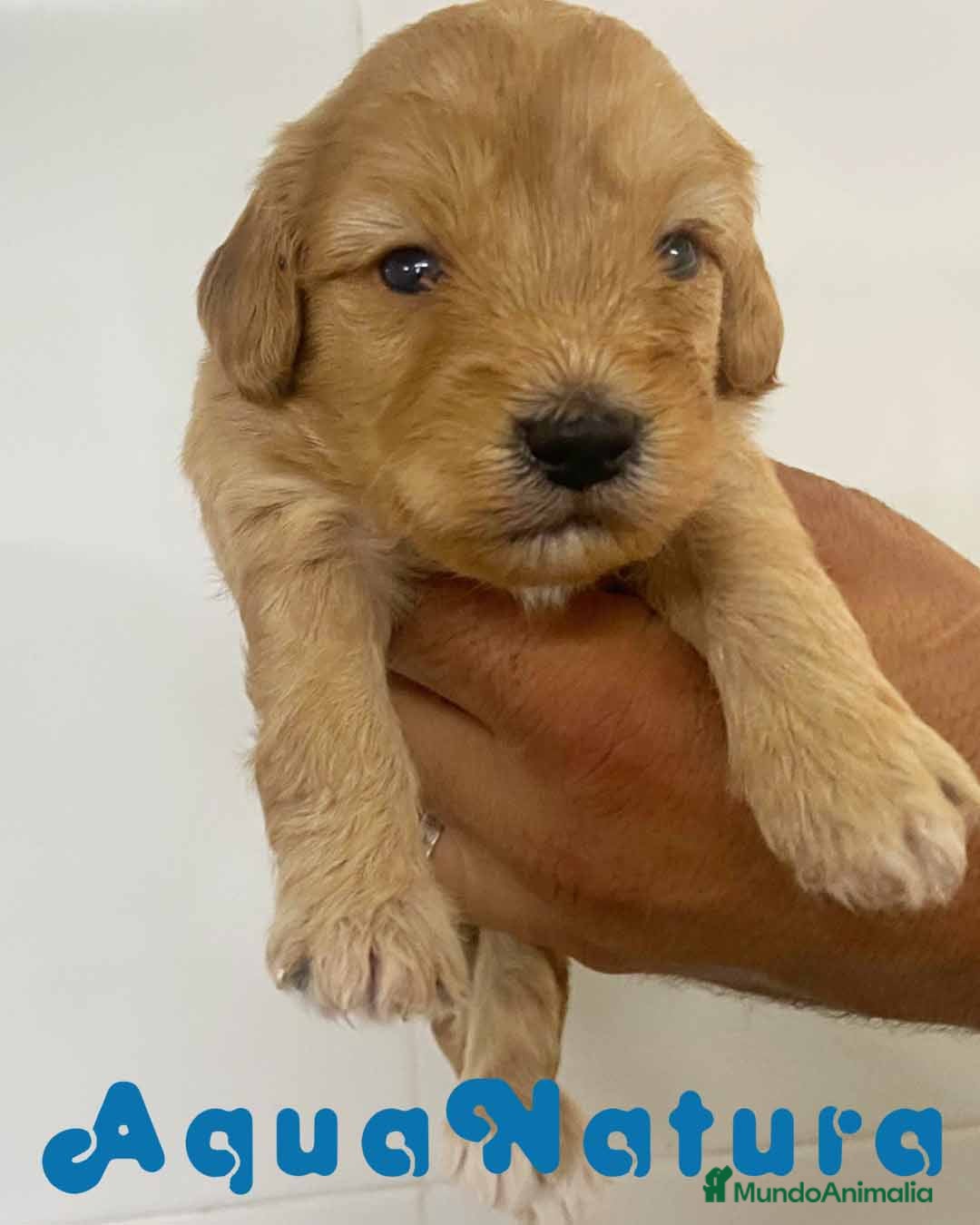 Caniche Toy perros en venta: Havapoo Macho de Ada y Can AQUANATURA - Imagen 1