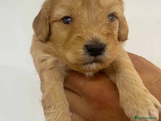 Caniche Toy perros - Anuncio 6