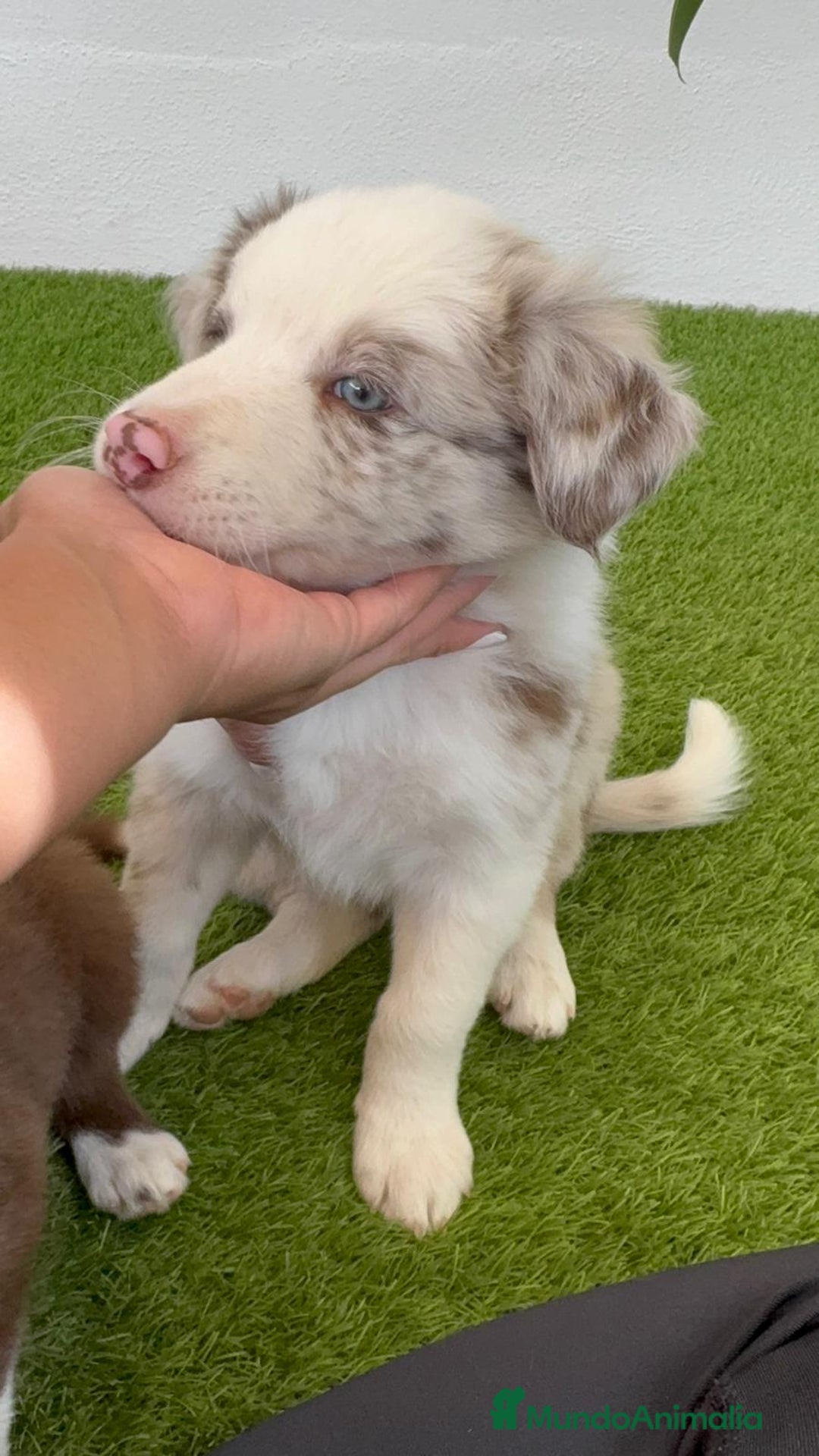Border Collie perros en venta: BORDER COLLIE MACHO - Imagen 13