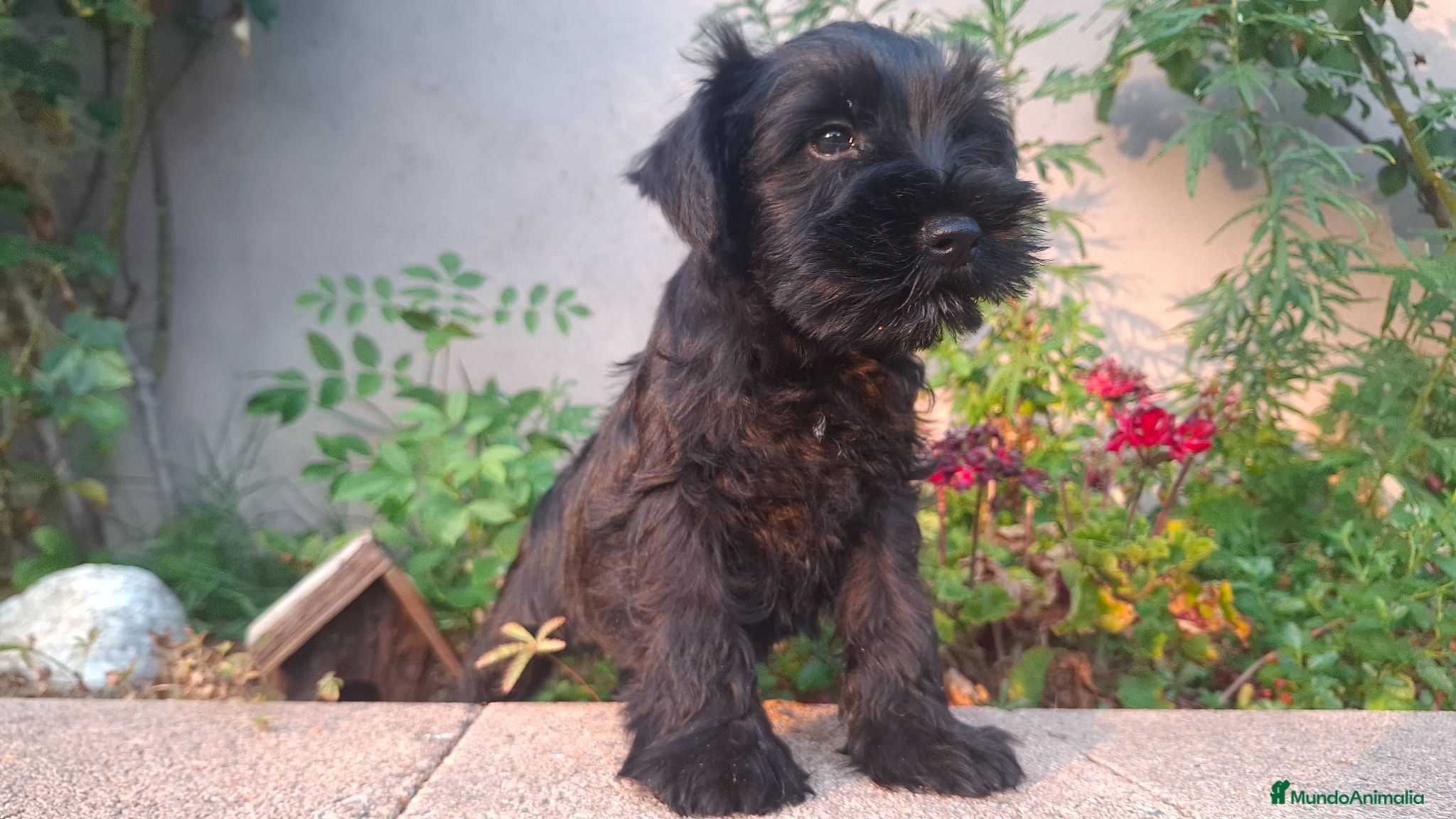 Schnauzer Miniatura perros SCHNAUZER MINIATURA - Anuncio 1