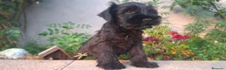 Schnauzer Miniatura perros en venta: SCHNAUZER MINIATURA - Anuncio 1