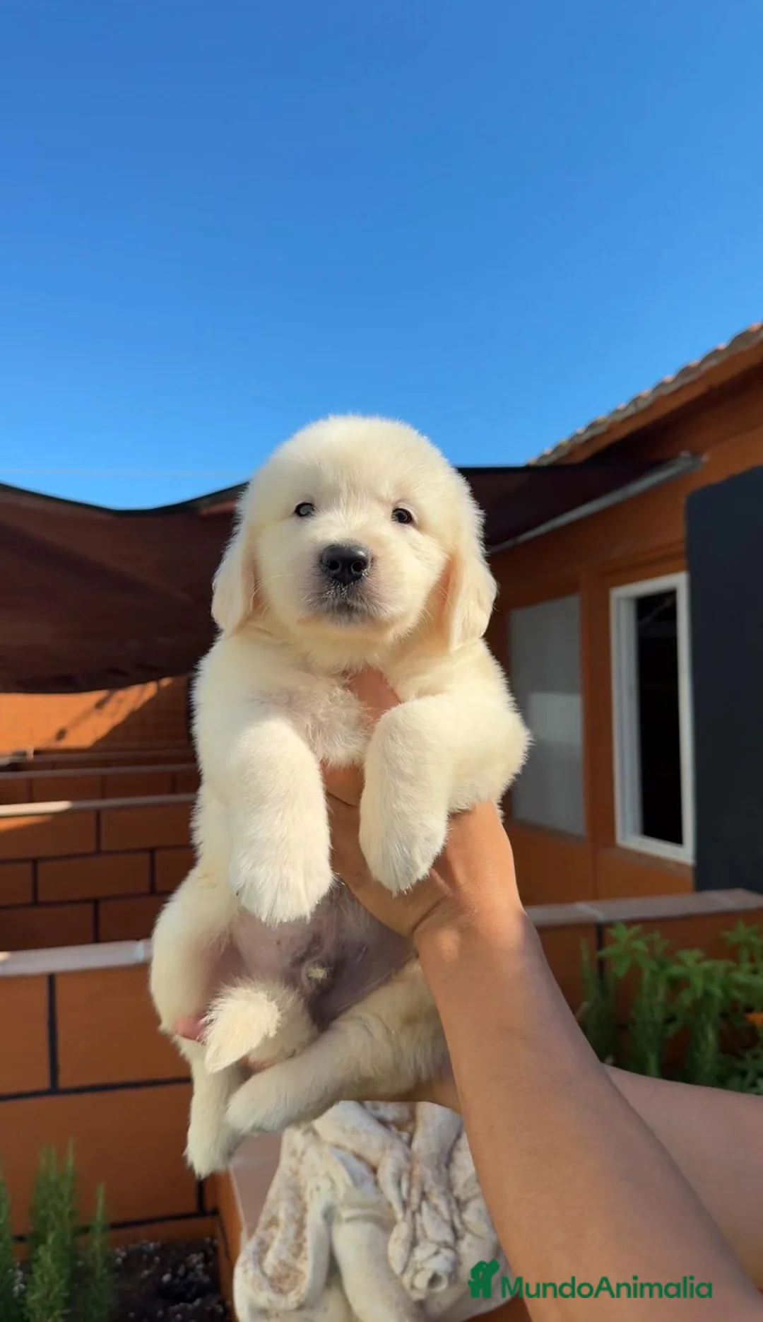 Golden Retriever perros en venta: GOLDEN RETRIEVER DISPONIBLES - Anuncio 2