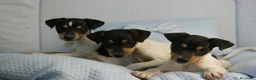 Ratonero Bodeguero Andaluz perros en venta: CACHORRITOS DE BODEGUERO  - Anuncio 2
