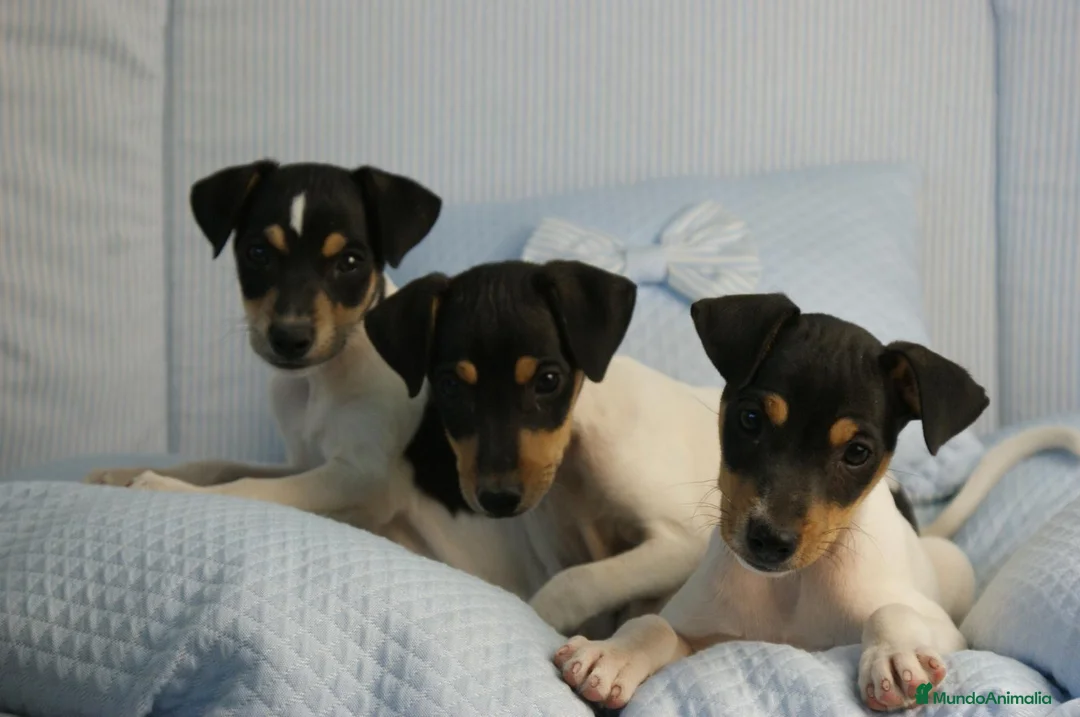 Ratonero Bodeguero Andaluz perros en venta: CACHORRITOS DE BODEGUERO  - Anuncio 2