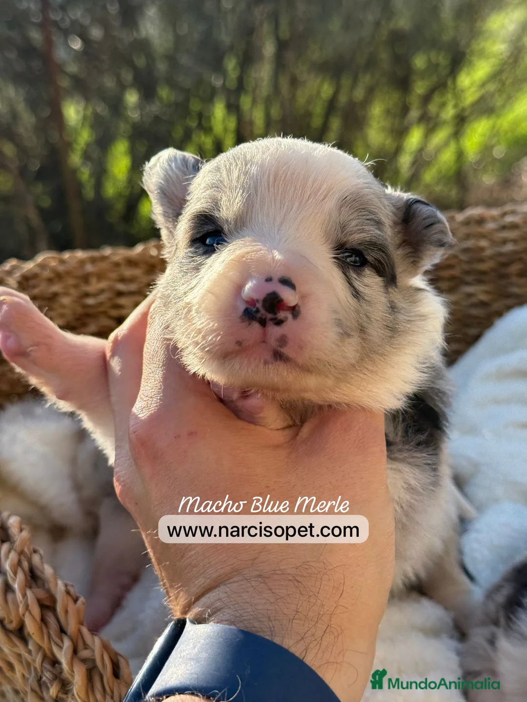 Border Collie perros en venta: BORDER COLLIE BLUE MERLE - Anuncio 1