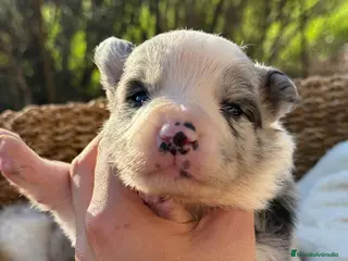 Border Collie perros BORDER COLLIE BLUE MERLE - Anuncio 1